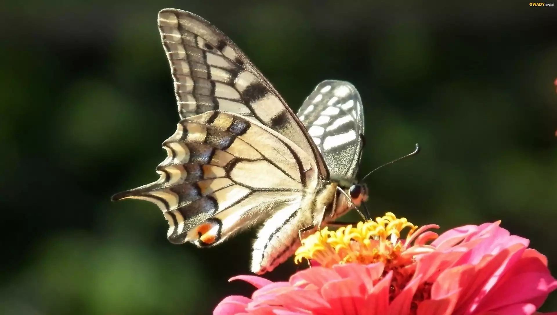 Motyl, Paż królowej, Kwiat, Cynia