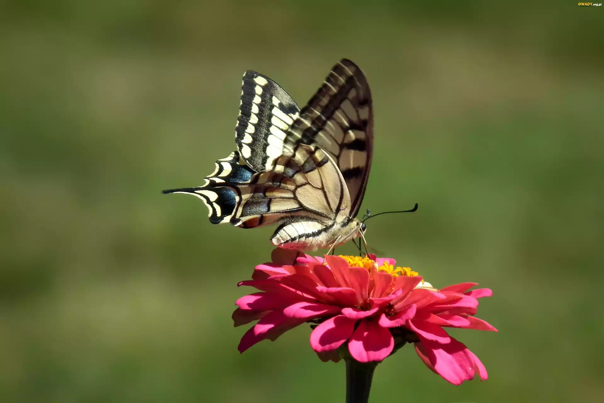 Motyl, Paż królowej, Kwiat, Cynia