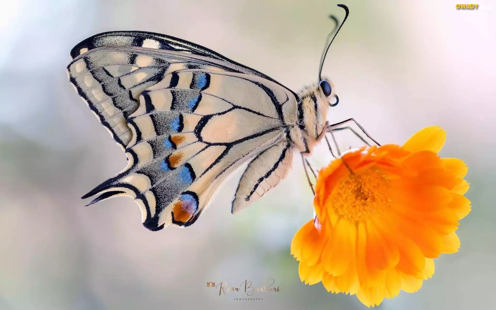 Motyl, Paź królowej, Kwiat, Makro