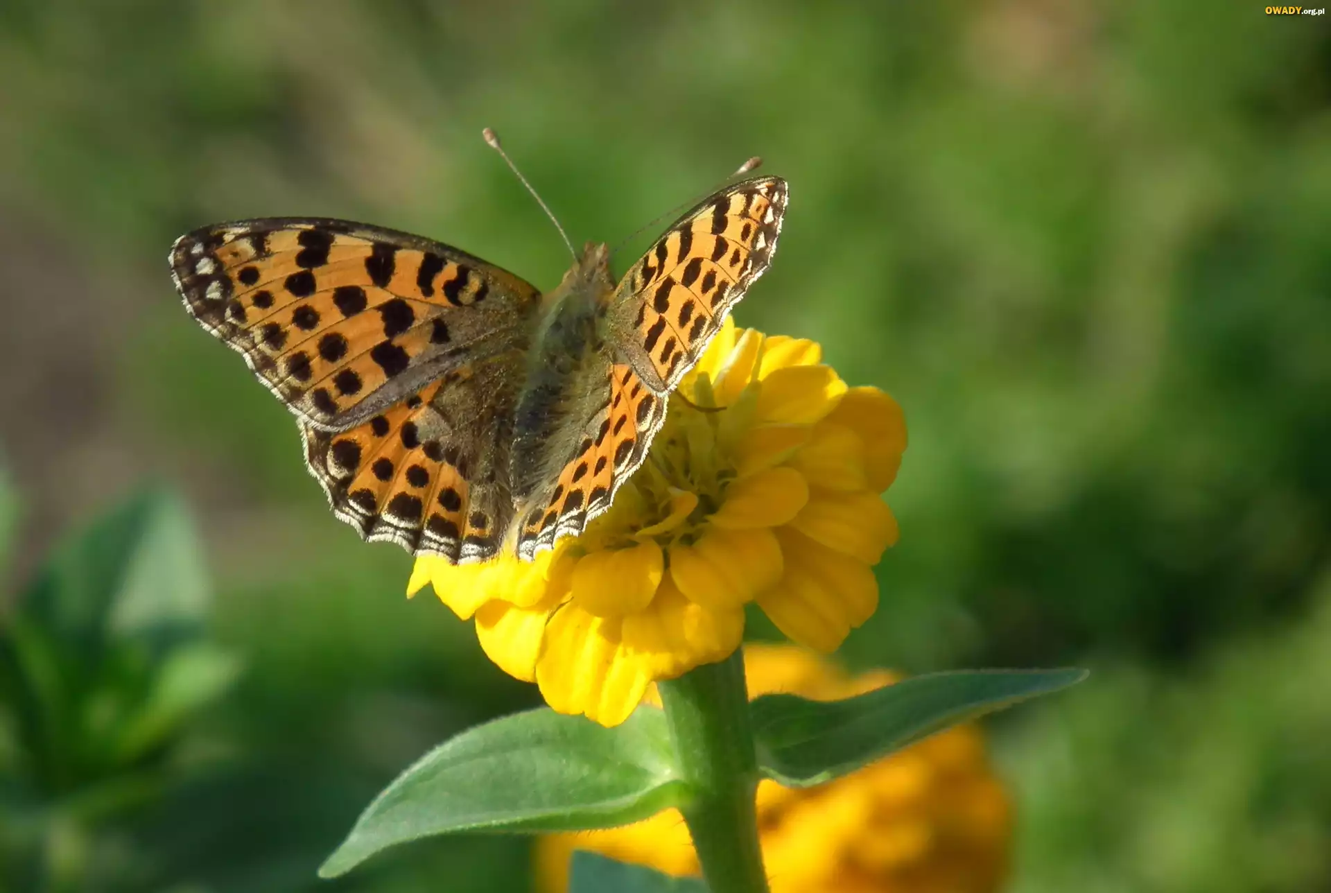 Motyl, Perłowiec malinowiec, Kwiat, Cynia