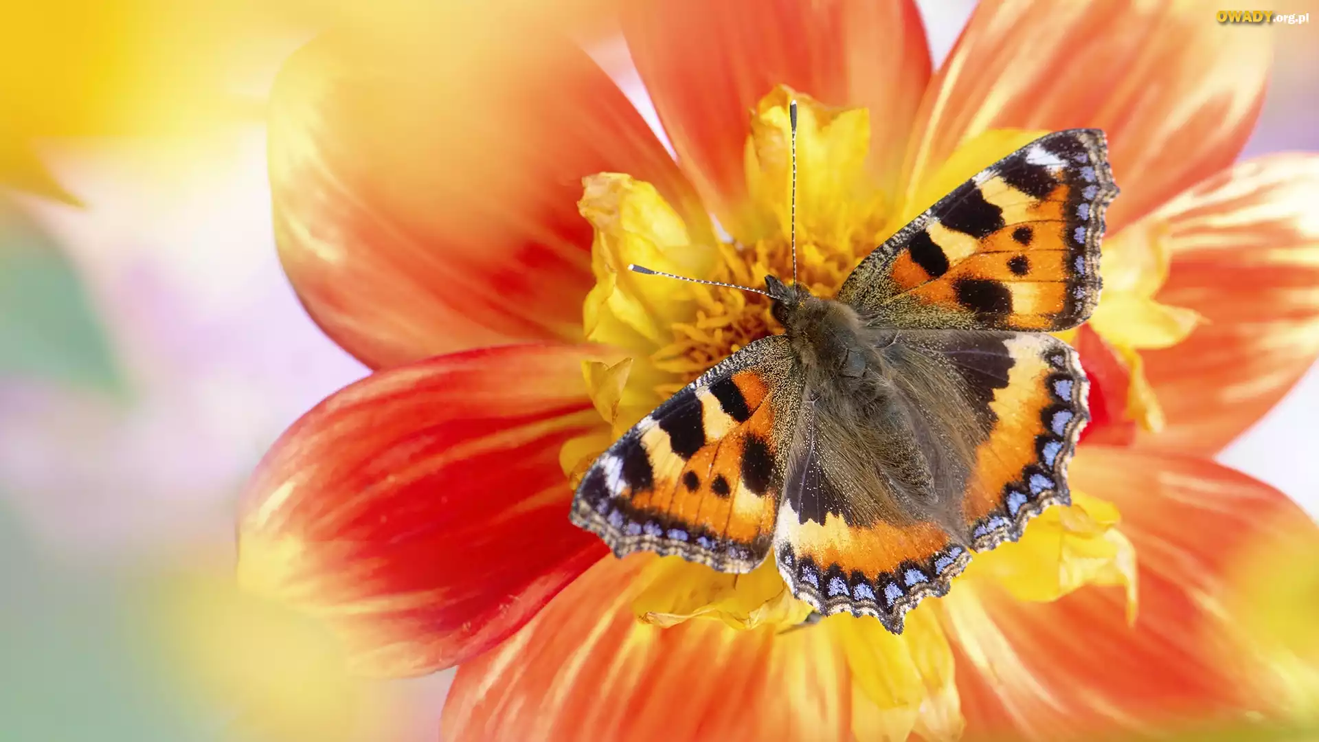 Motyl, Rusałka pokrzywnik, Kwiat, Makro