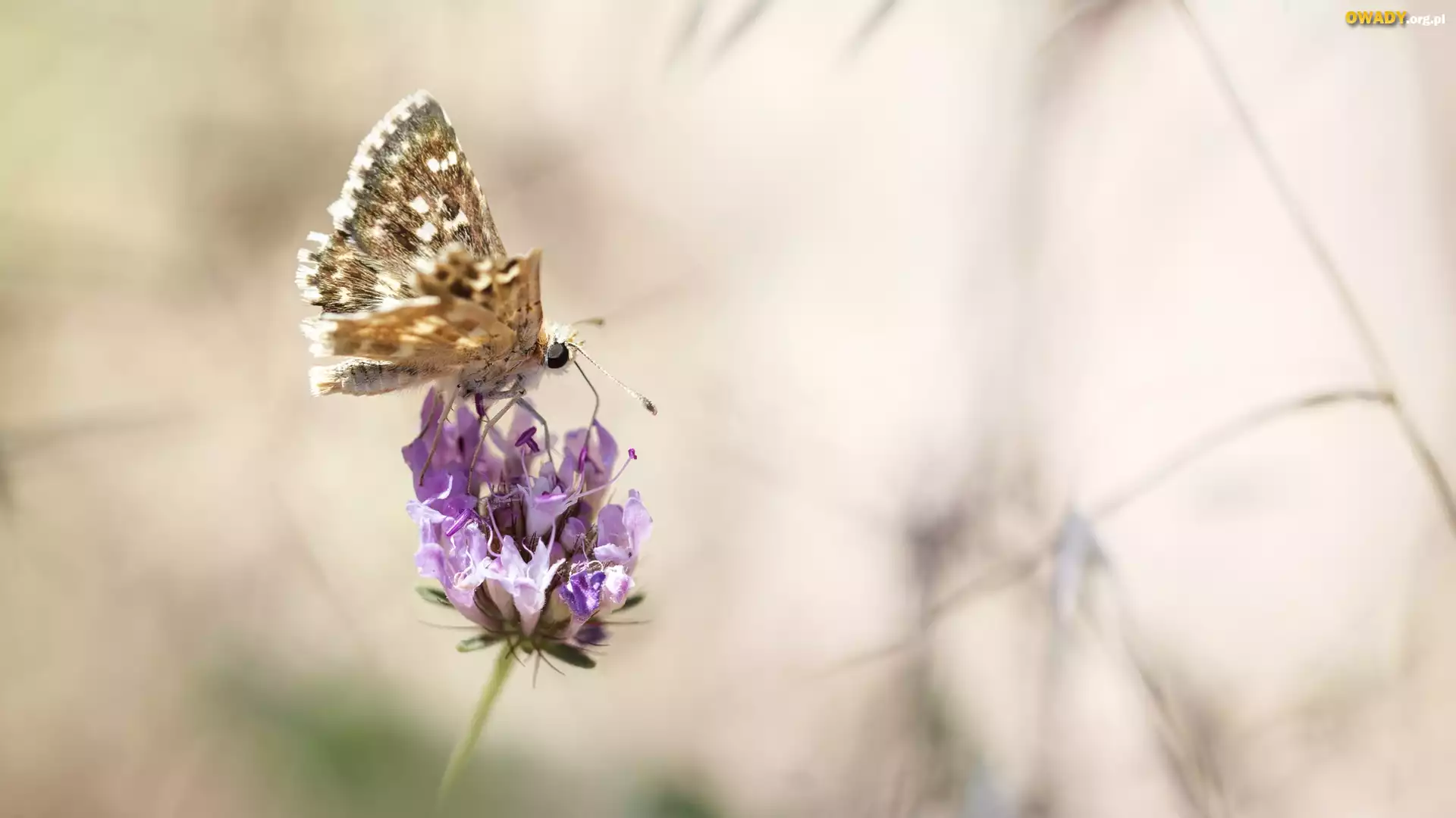 Motyl, Postrzępione, Skrzydełko, Kwiat, Makro