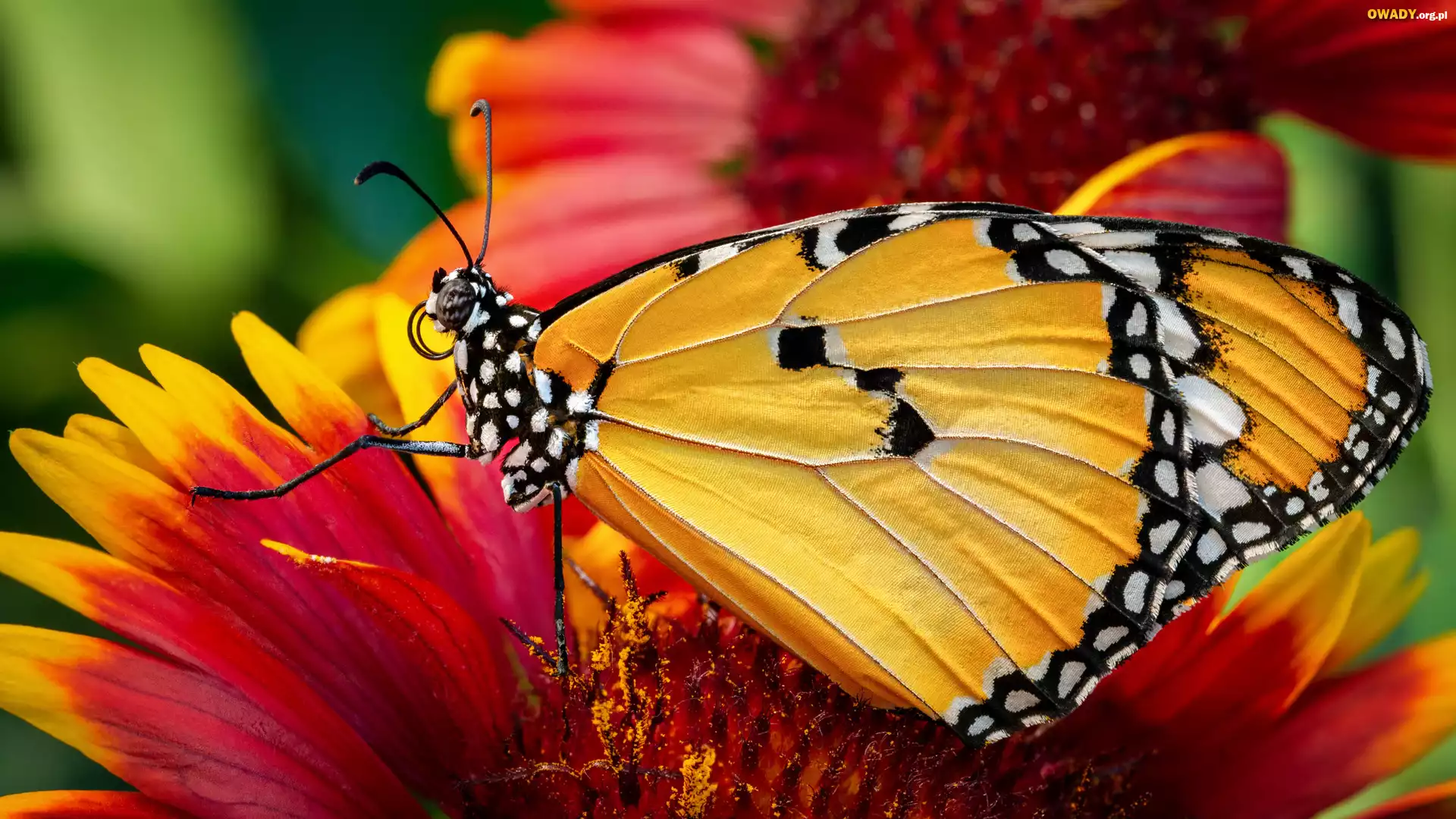 Motyl, Monarcha złocisty, Kwiat, Makro