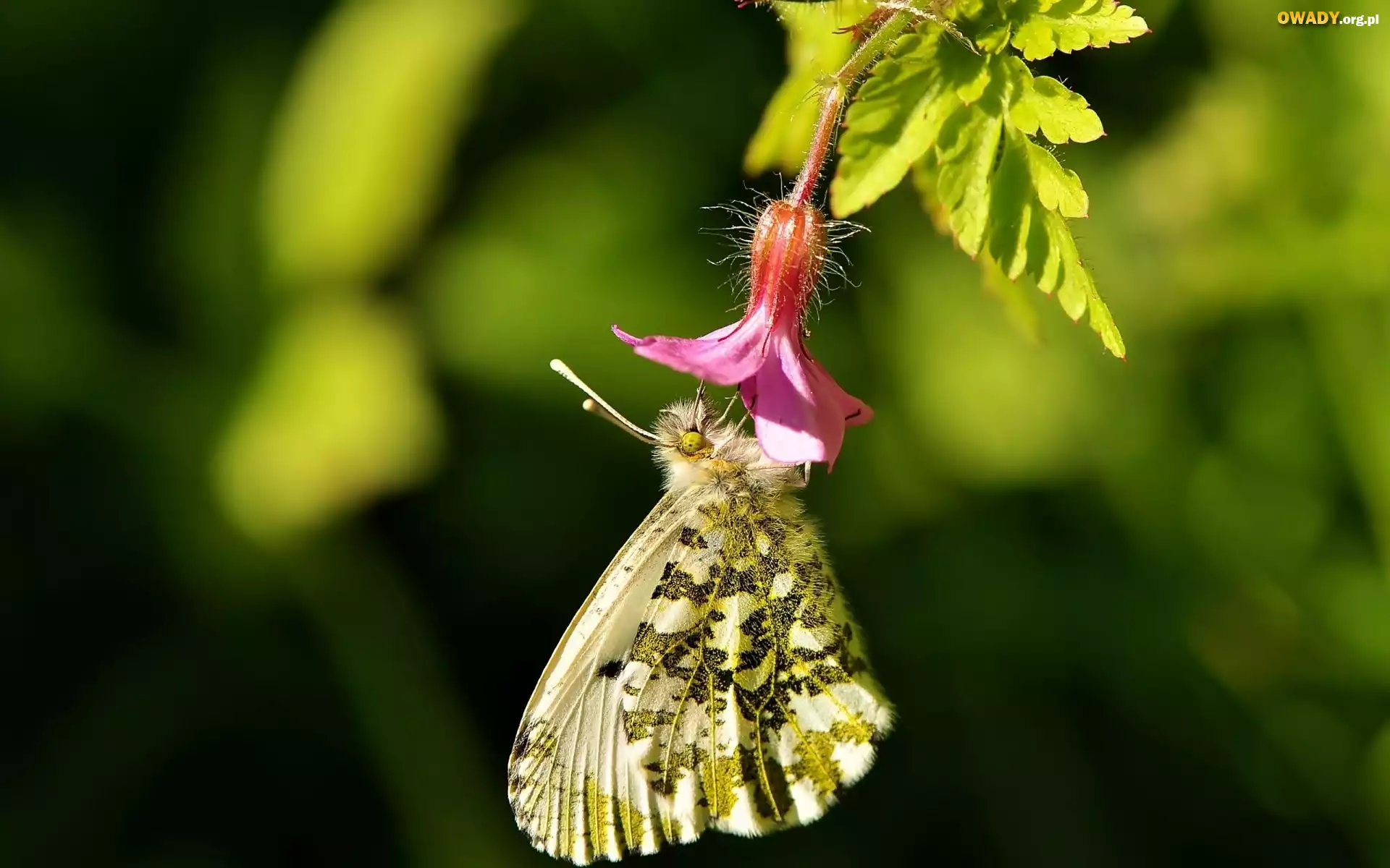 Kwiatek, Motyl, Makro