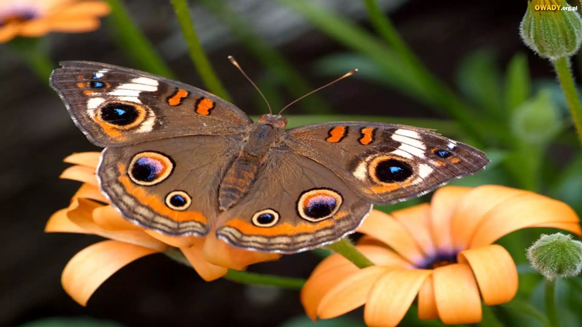 Motyl, Kwiaty