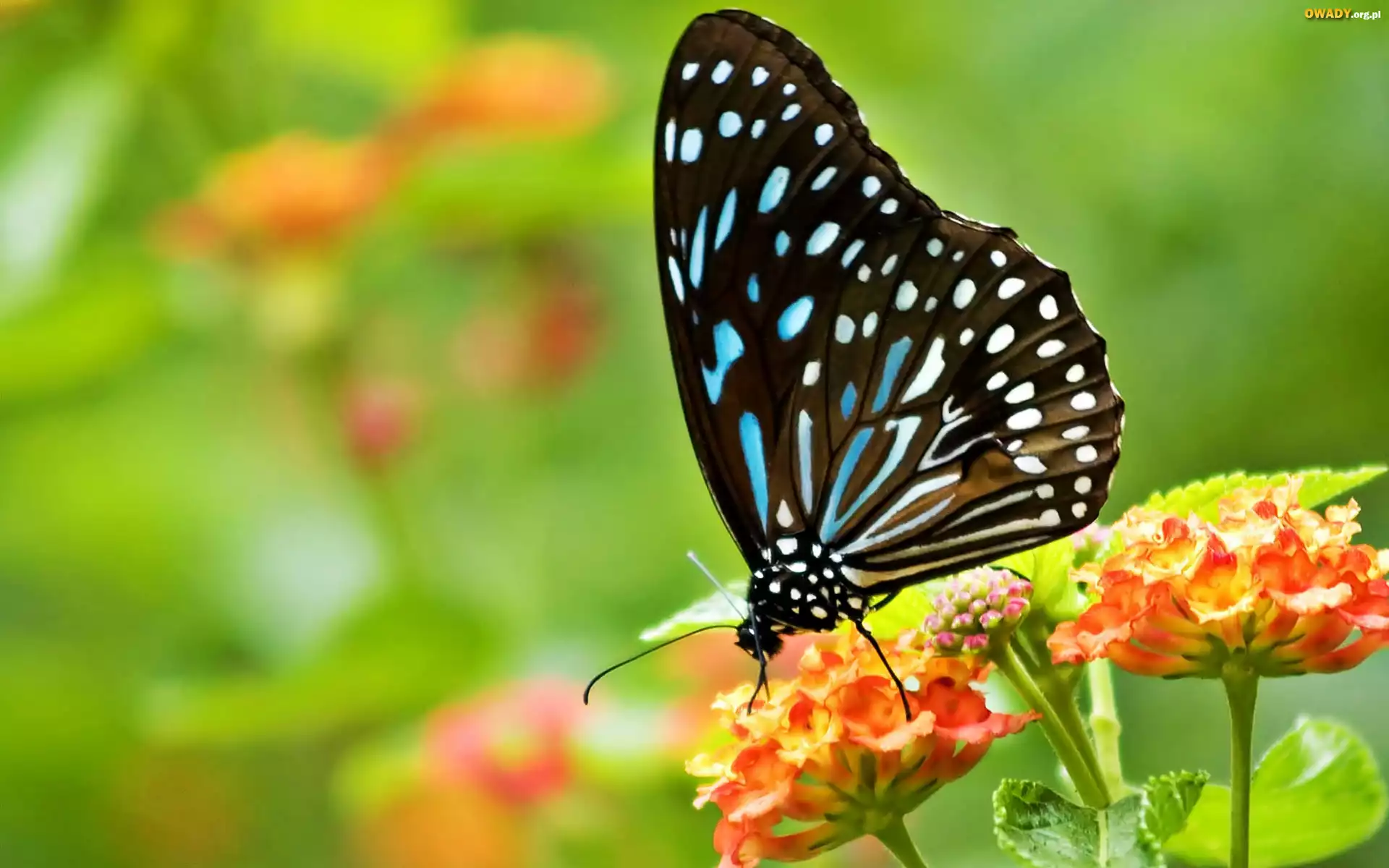 Motyl, Kwiaty