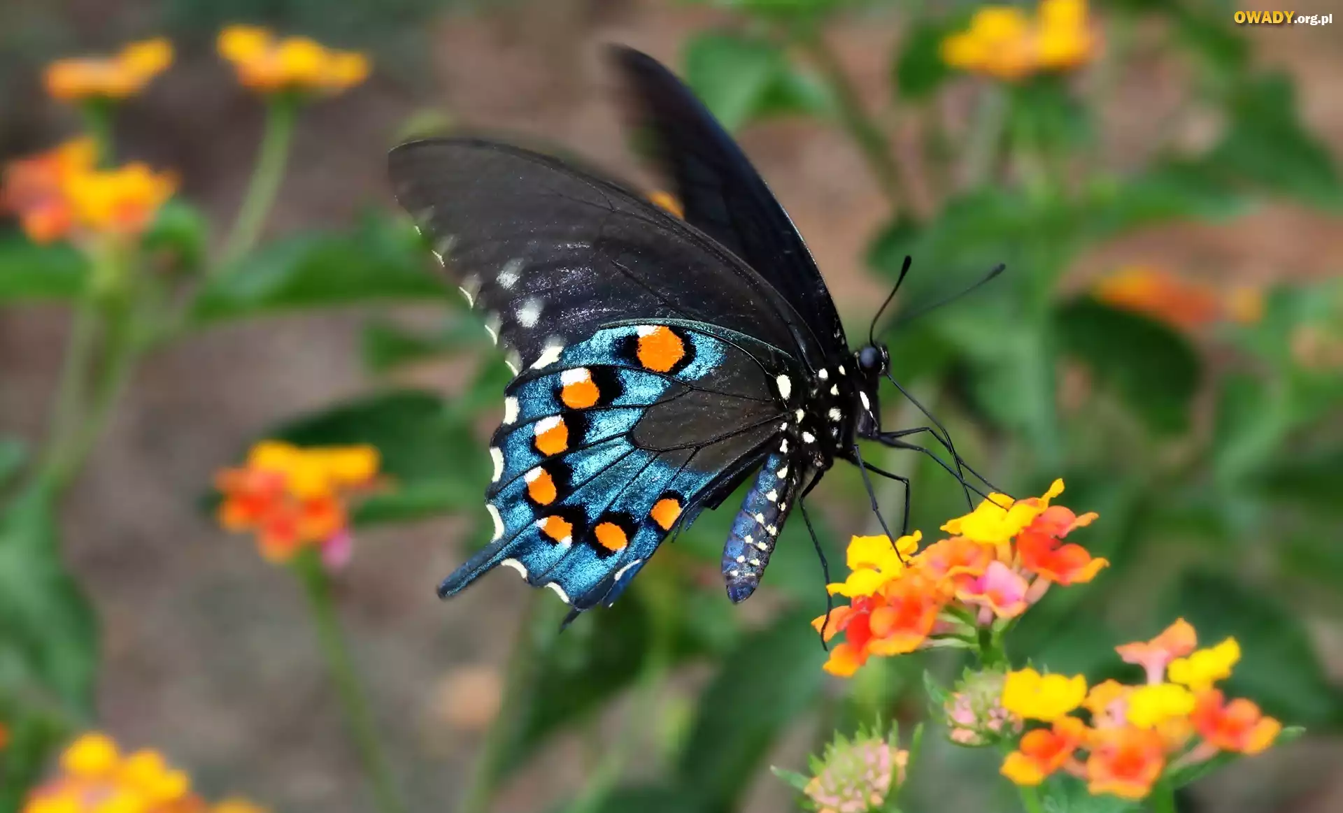 Motyl, Kwiaty