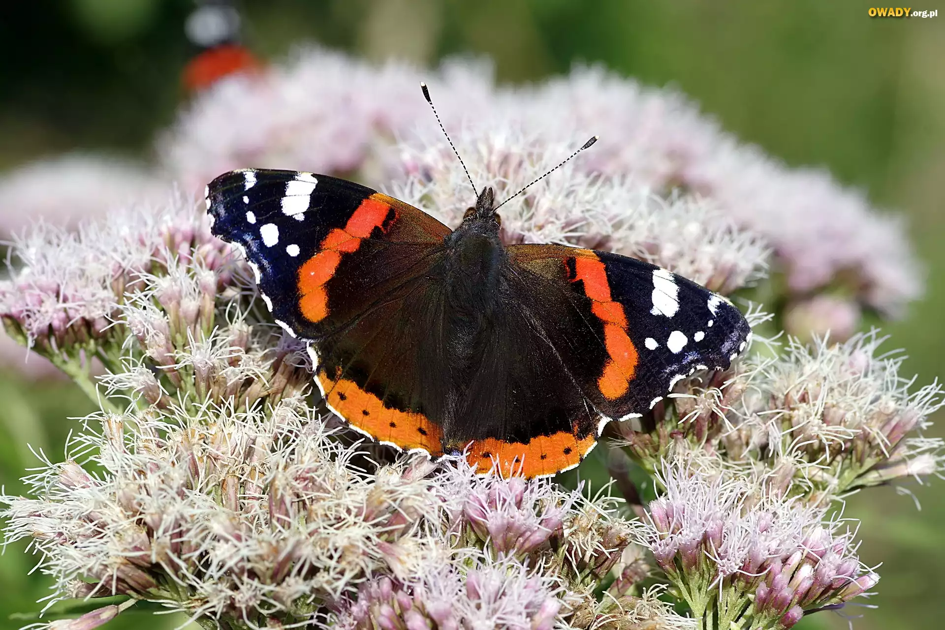 Motyl, Rusałka admirał, Kwiaty, Zbliżenie