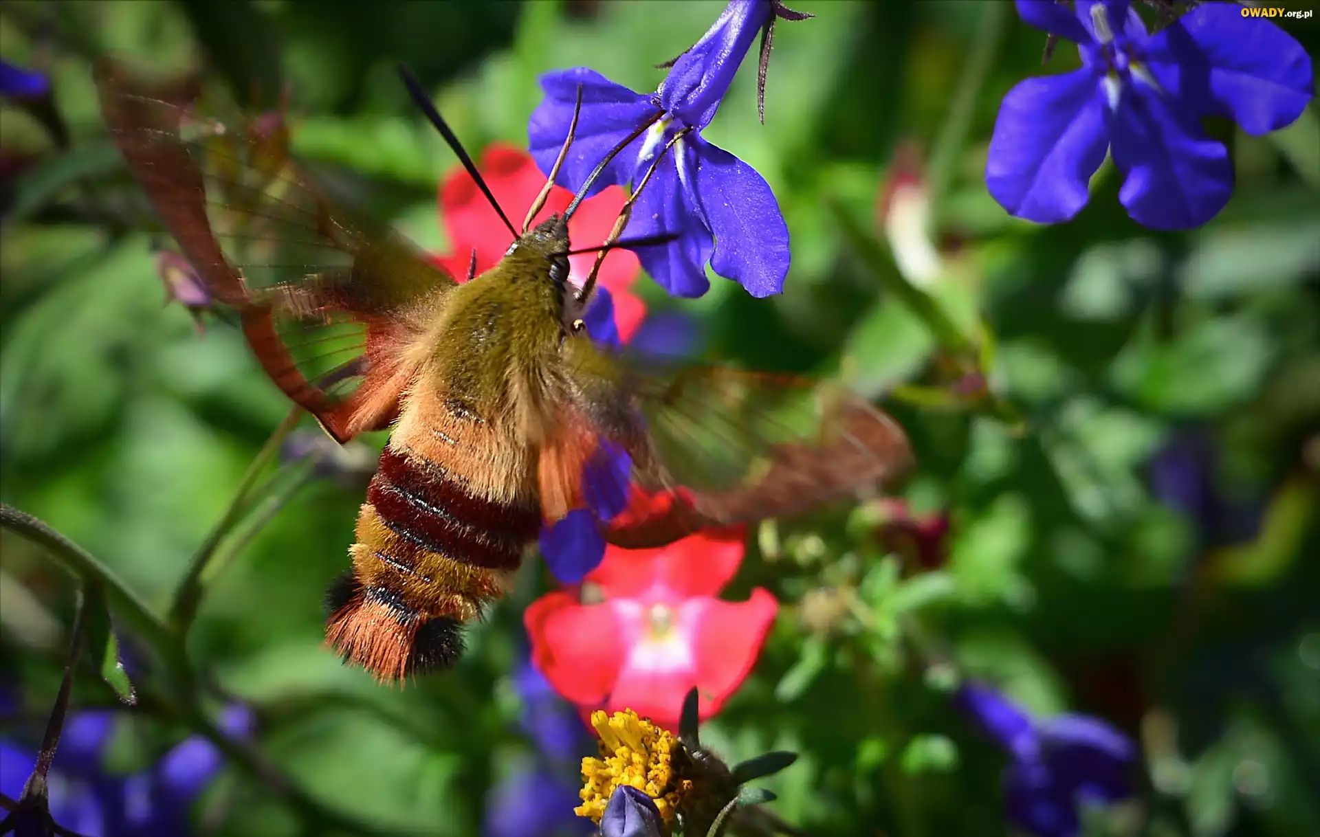 Motyl, Fruczak, Bujankowiec, Kwiaty, Lobelia