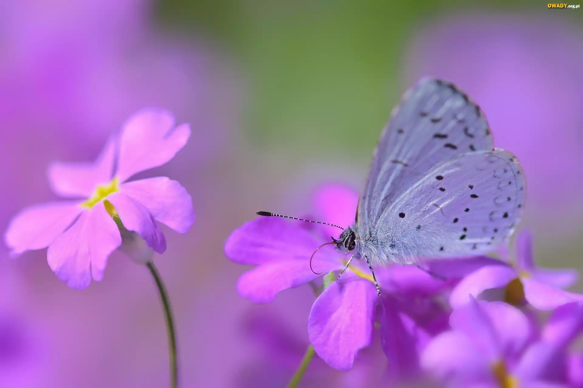Motyl, Modraszek wieszczek, Kwiaty, Makro