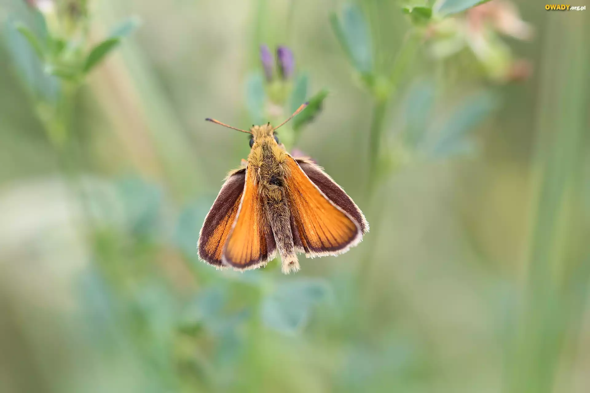 Motyl, Karłątek leśny, Owad