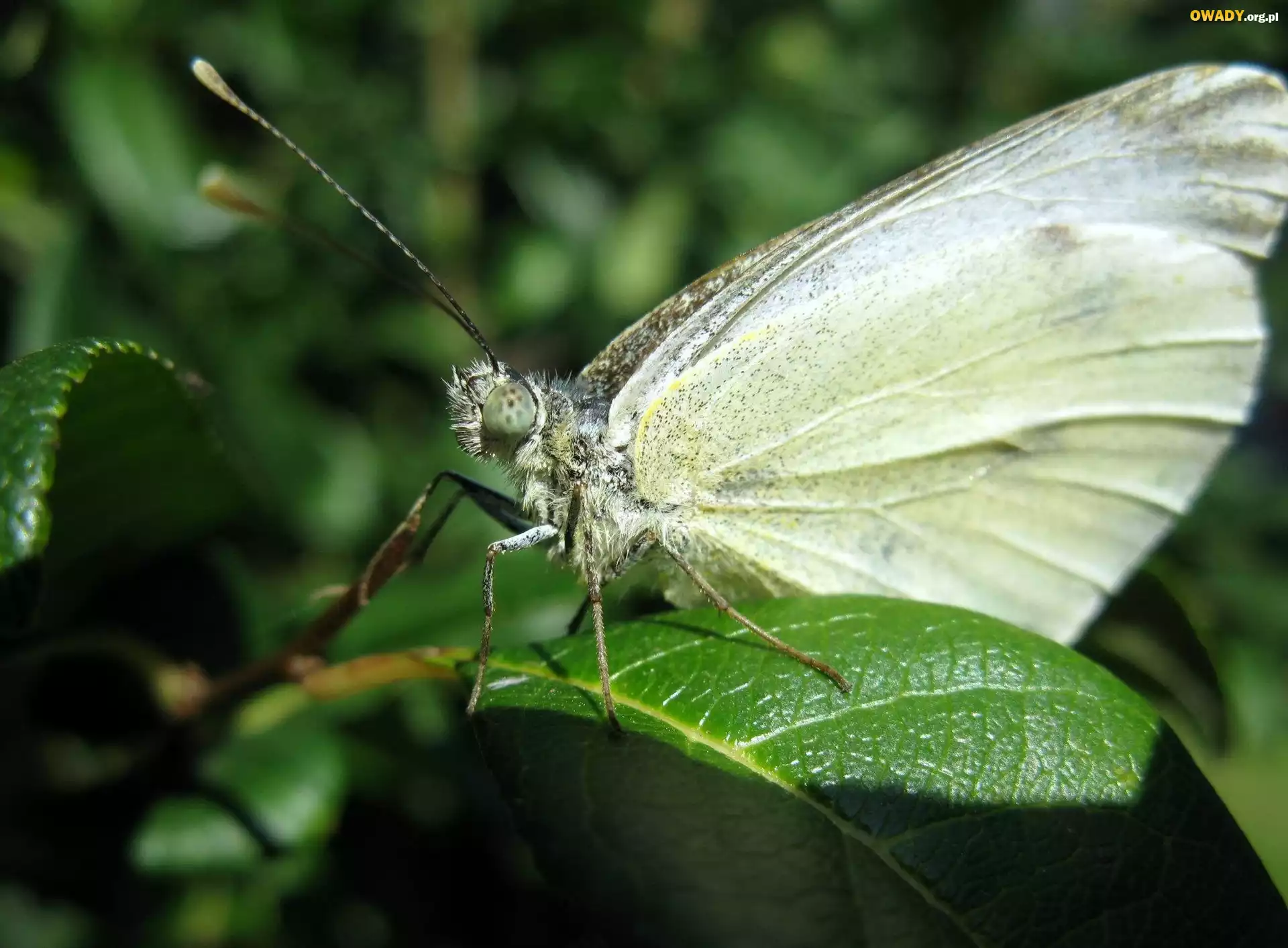 Motyl, Liść