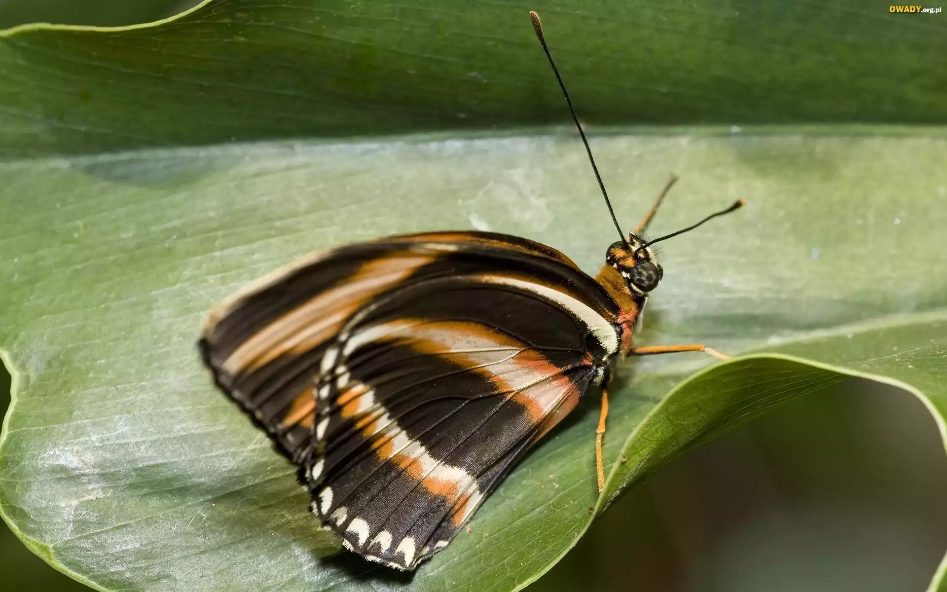 Motyl, Liść