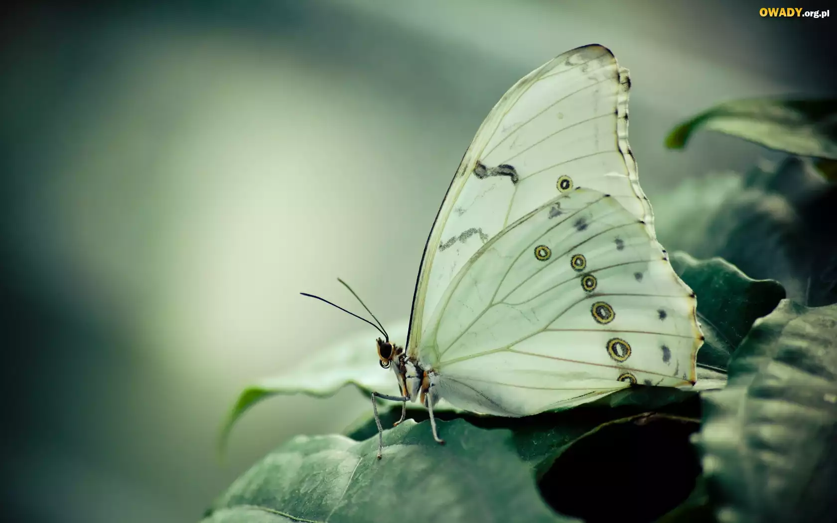 Motyl, Liść