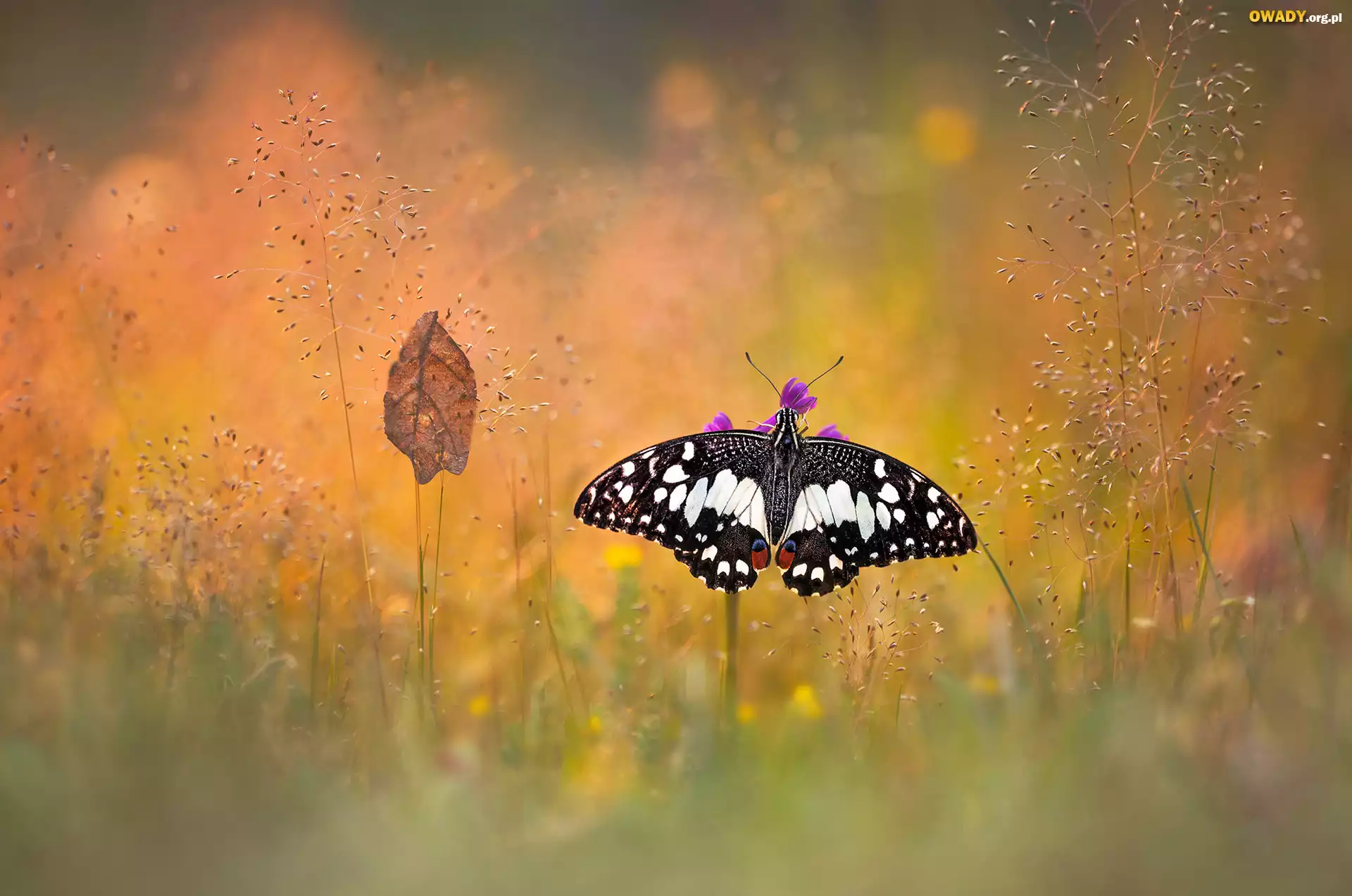 Motyl, Papilio demodocus, Trawa, Liść, Bokeh