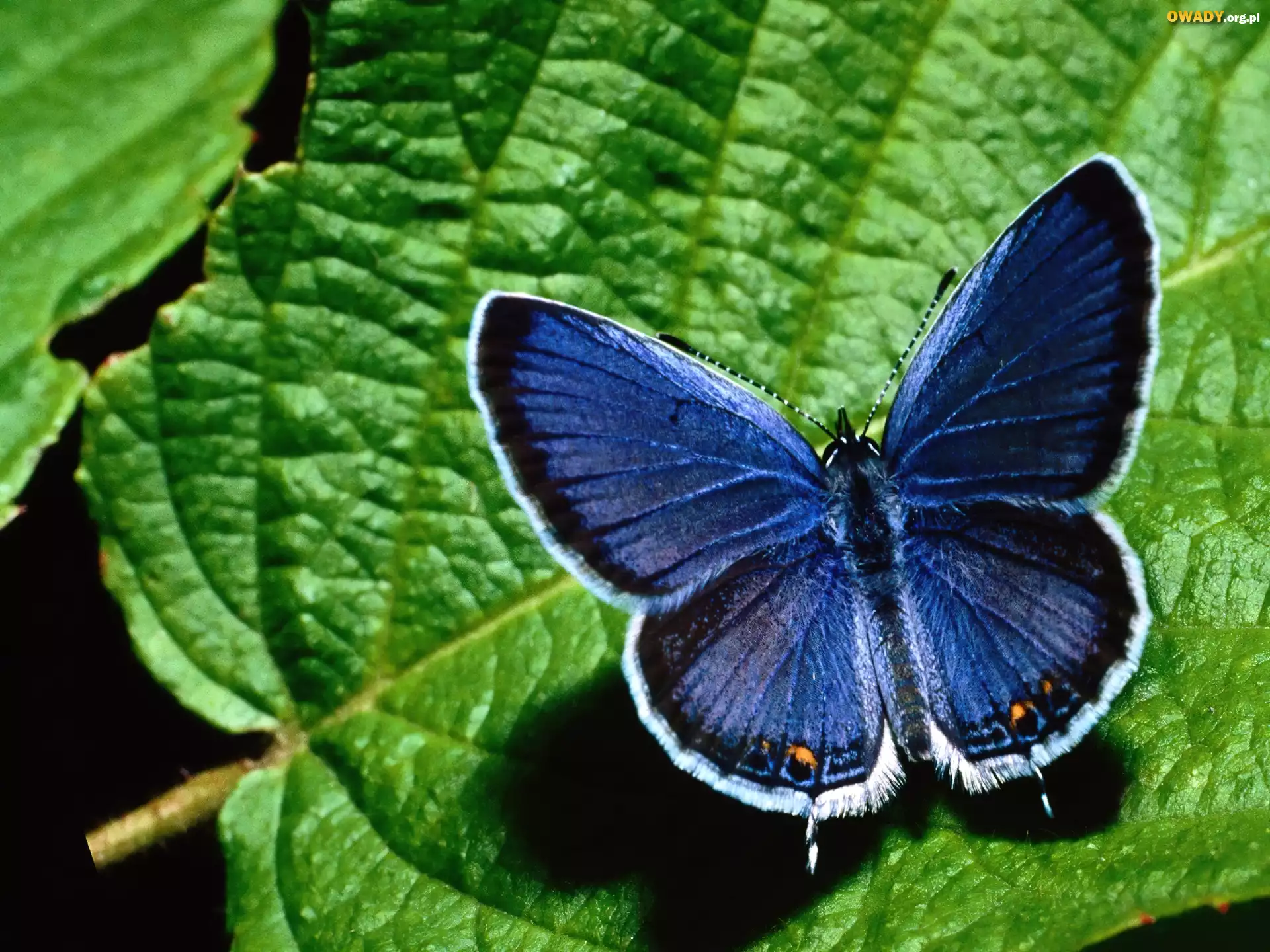 Motyl, Modraszek ikar, Liść
