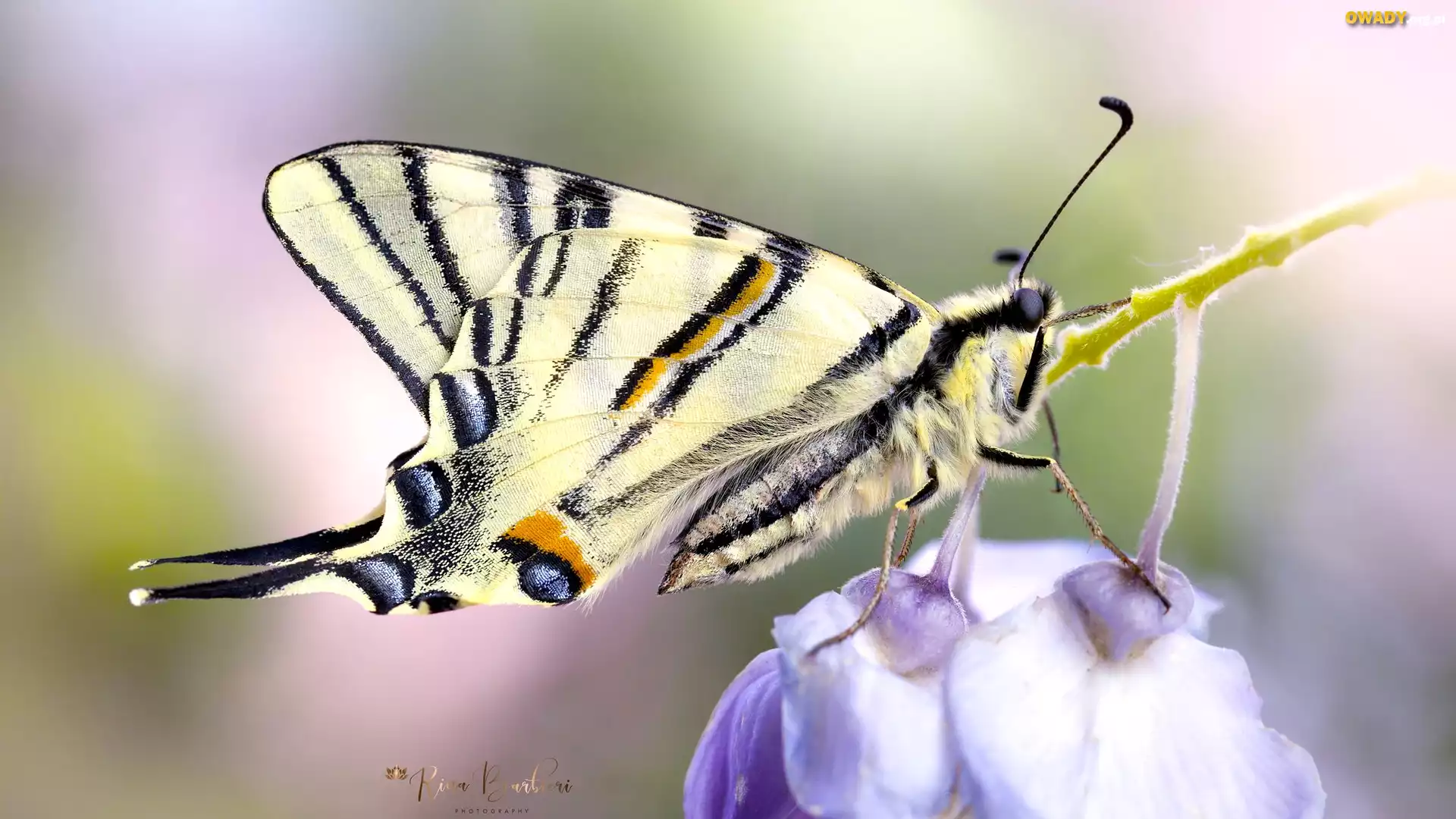 Motyl, Paź królowej, Kwiaty, Makro, Rozmycie