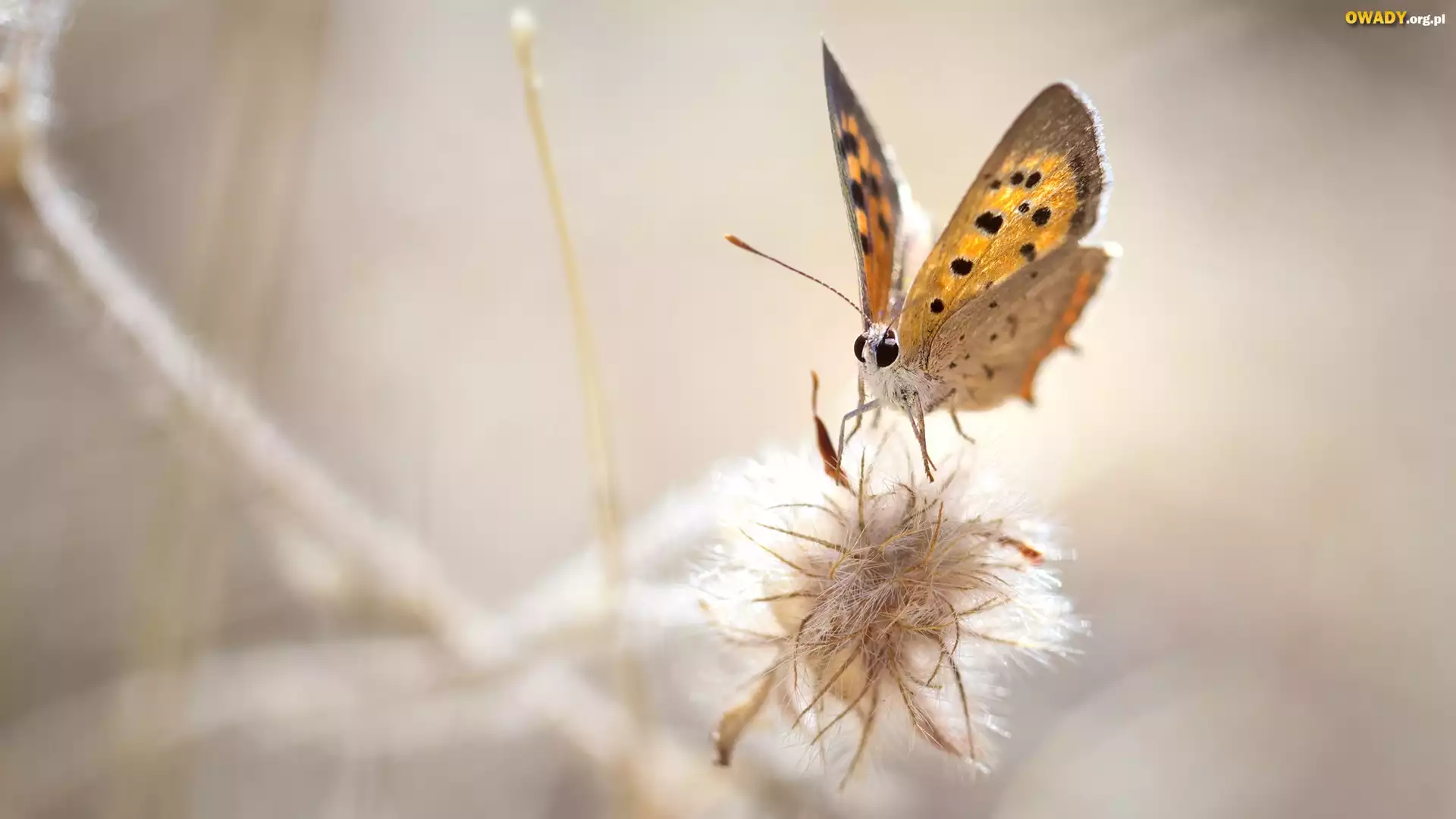 Makro, Motyl, Czerwończyk żarek, Roślina
