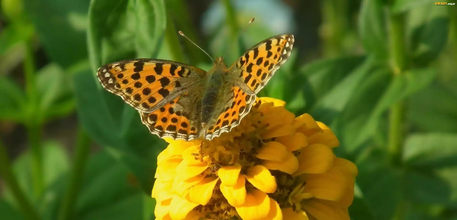 Motyl, Perłowiec malinowiec, Cynia