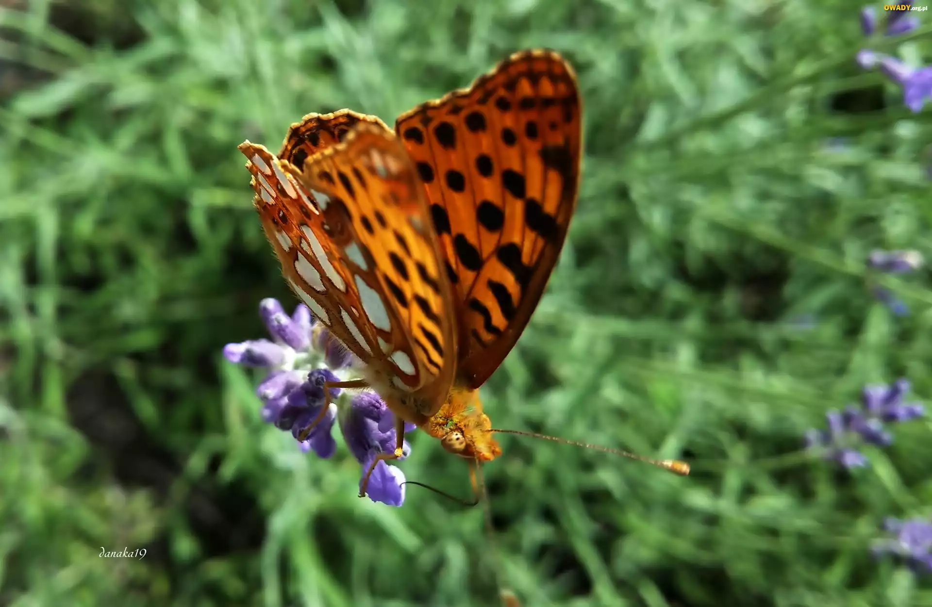 Motyl, Perłowiec malinowiec, Lawenda