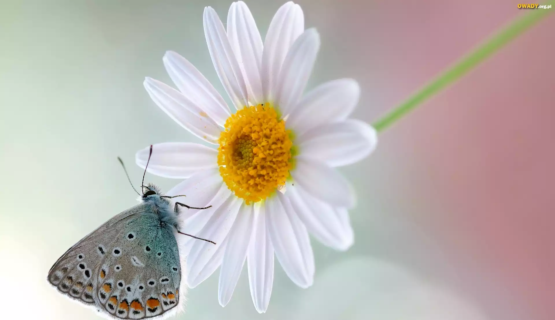 Motyl, Modraszek, Kwiat, Margerytka, Makro