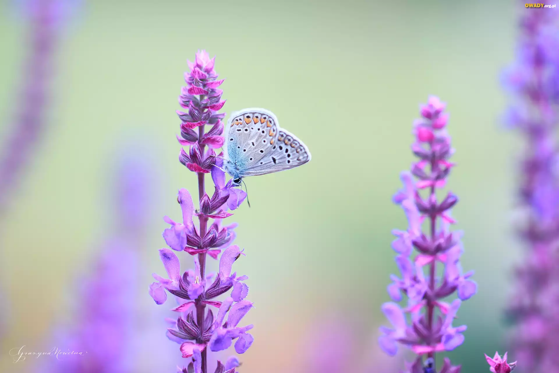 Modraszek, Motyl, Kwiaty