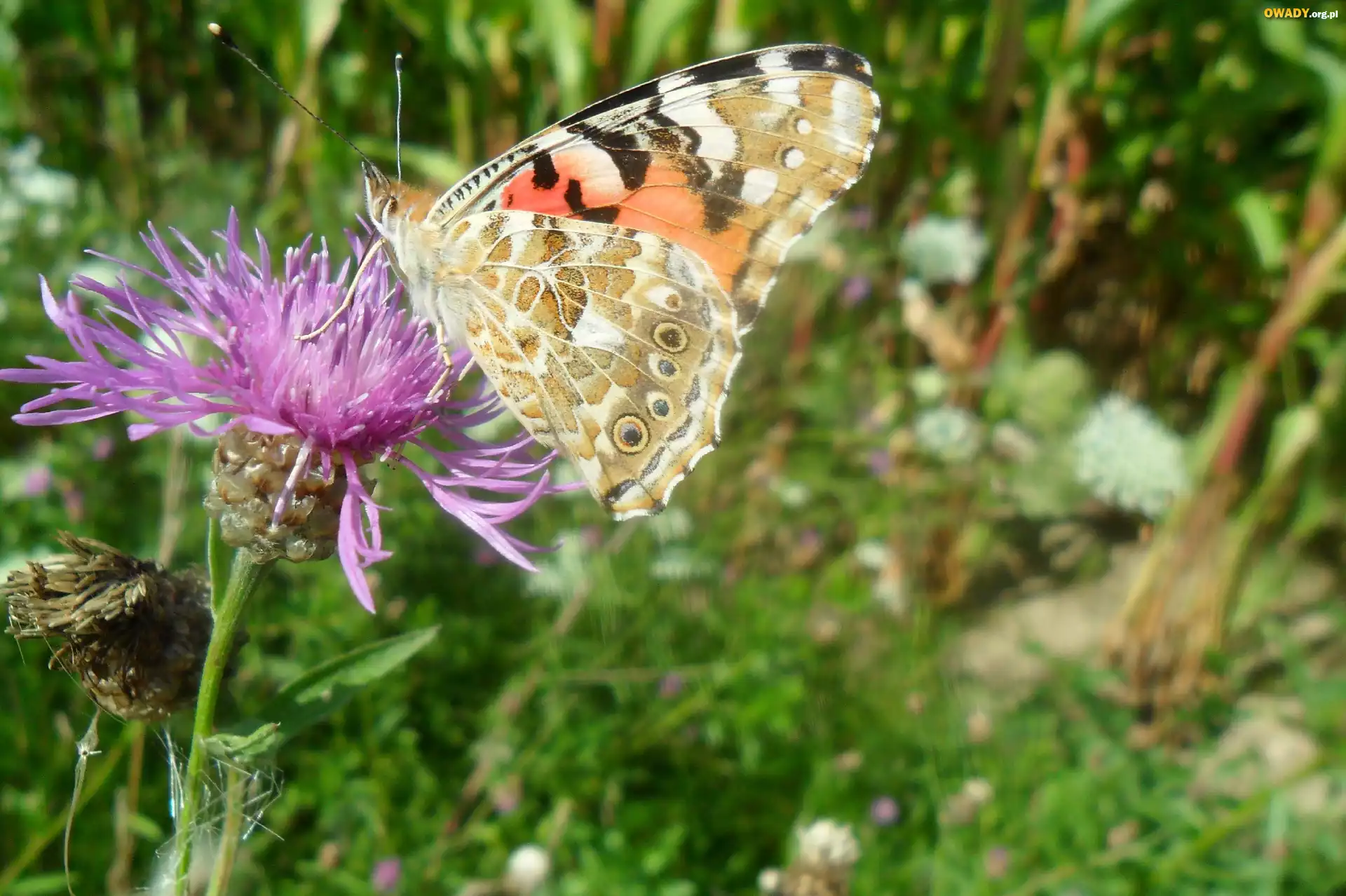 Motyl, Rusałka, Na, Oście