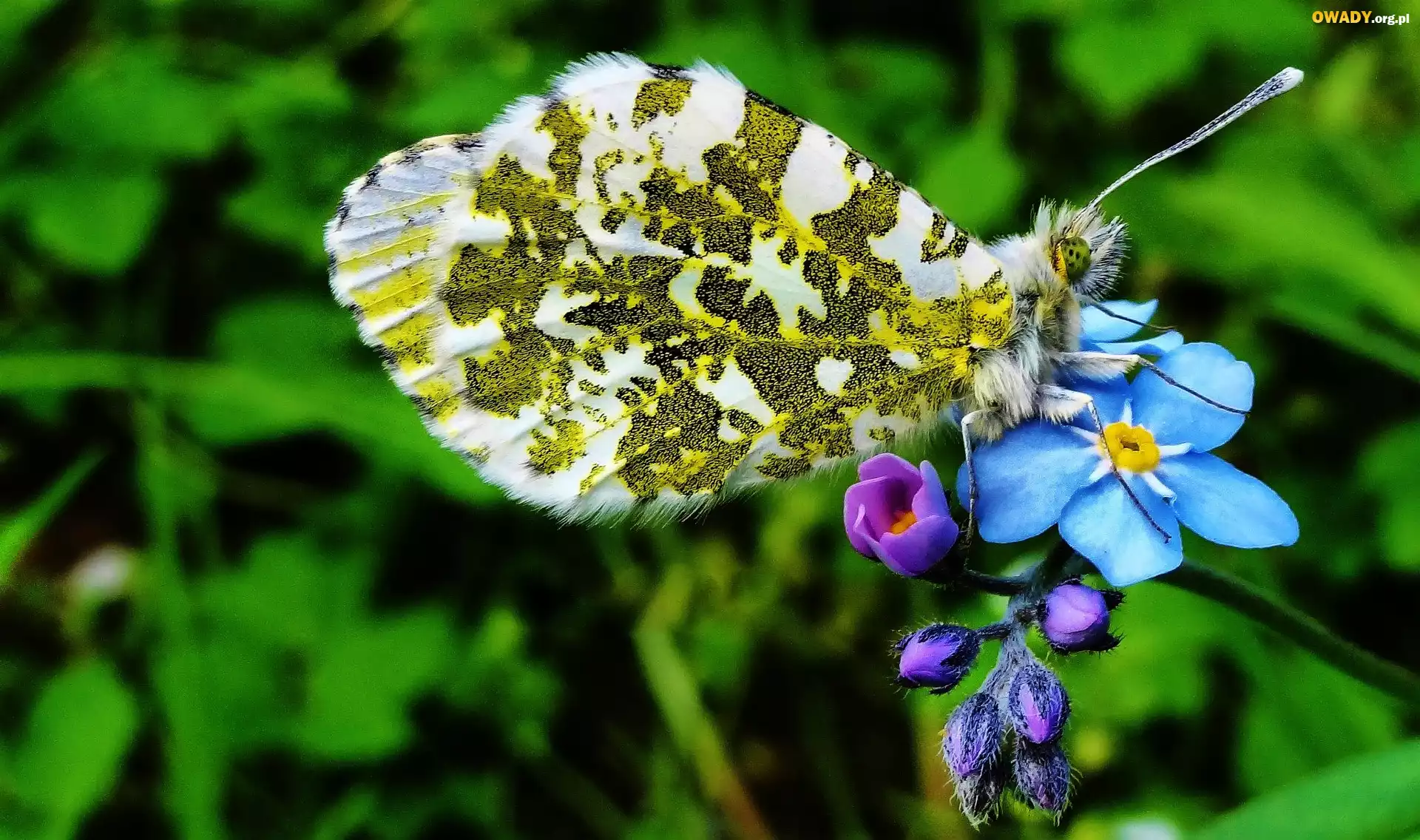 Motyl, Niezapominajka