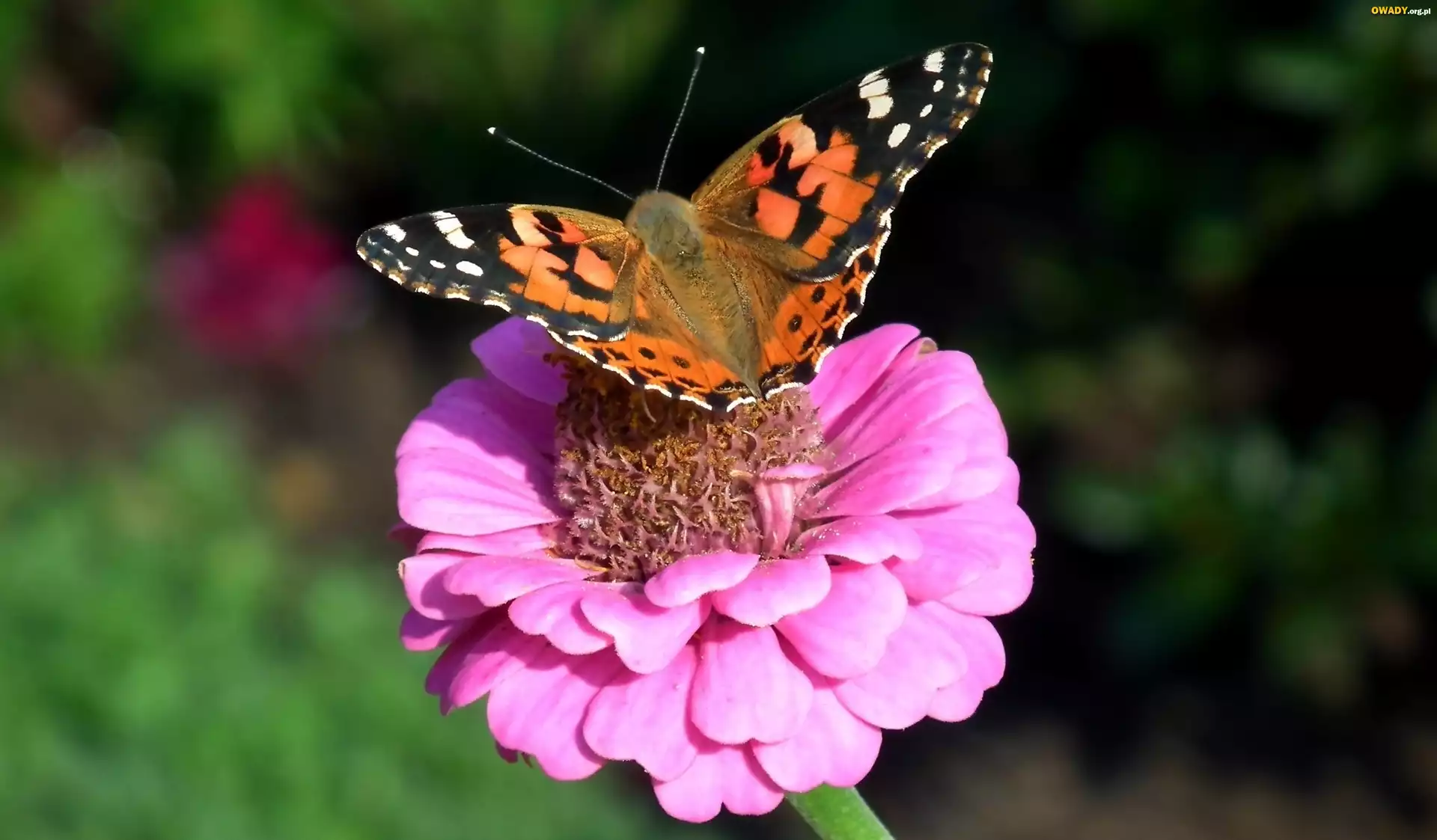 Motyl, Rusałka osetnik, Kwiat