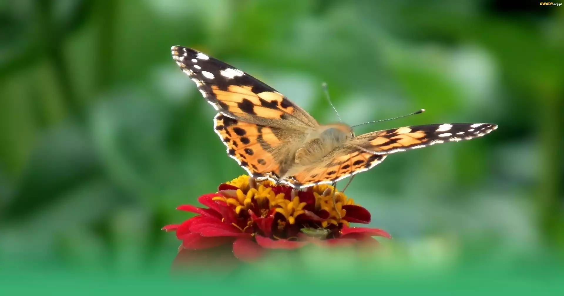 Motyl, Rusałka osetnik, Kwiat