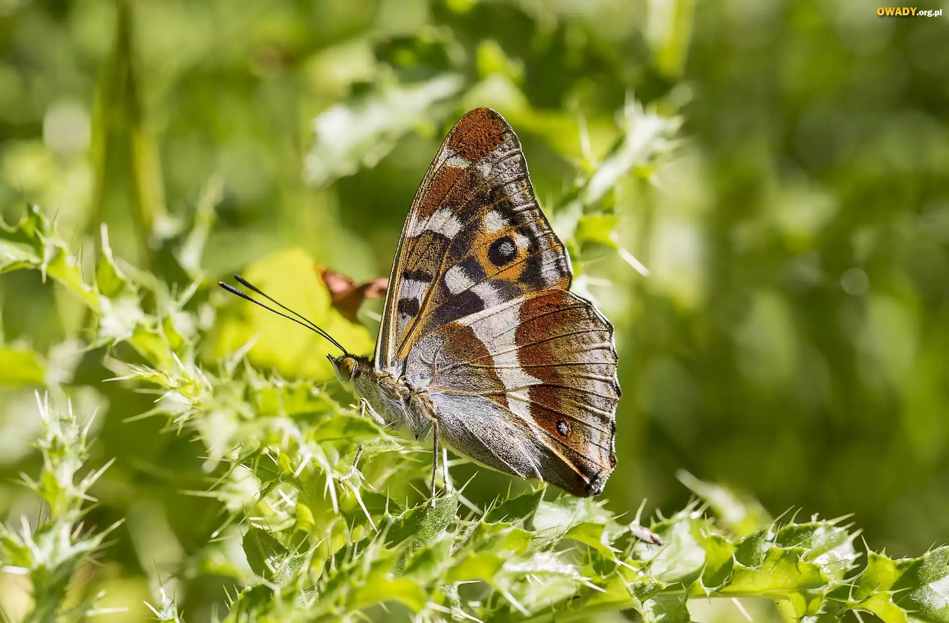 Motyl, Roślina, Ostrokrzew, Światło