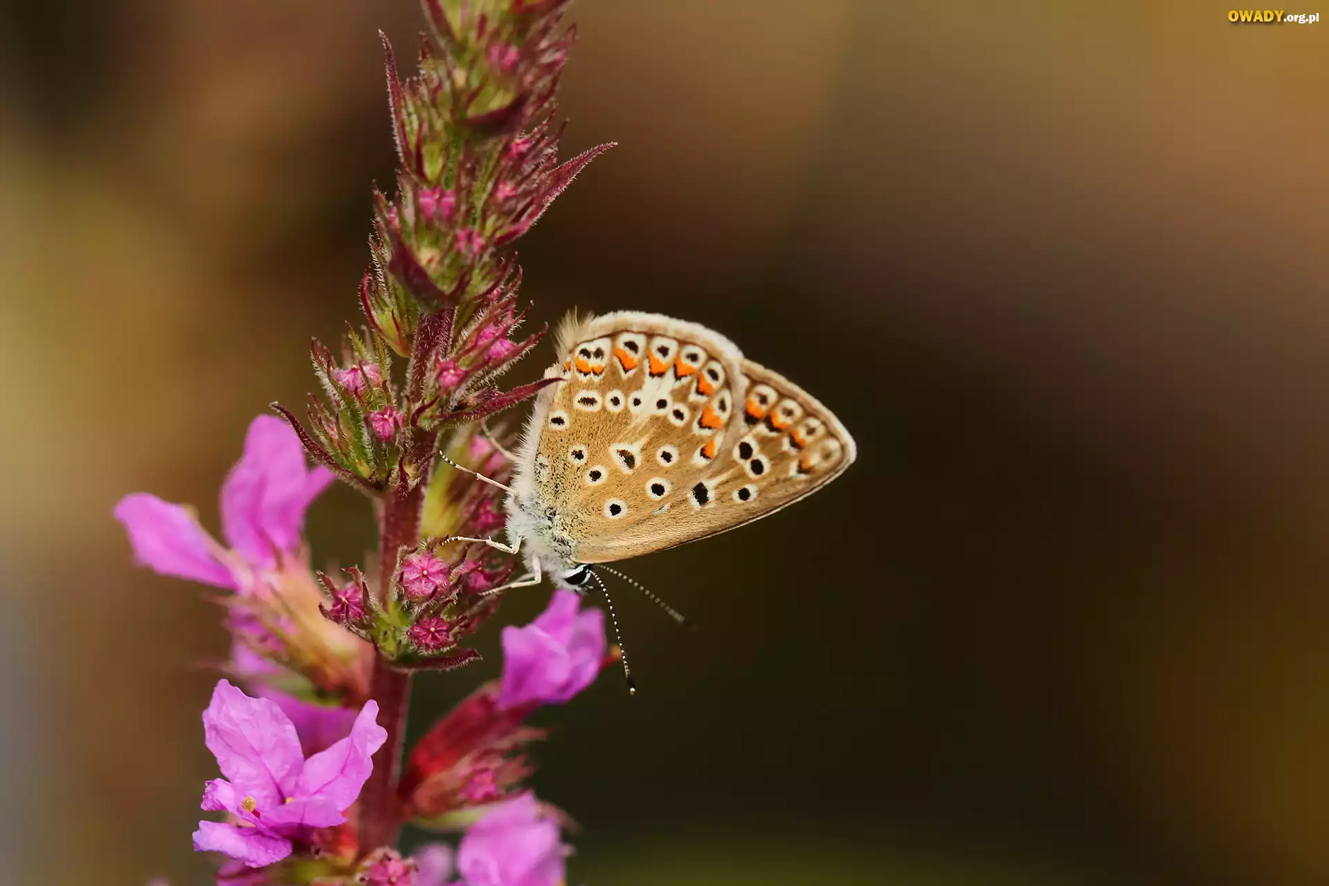 Motyl, Modraszek agestis, Owad, Kwiat