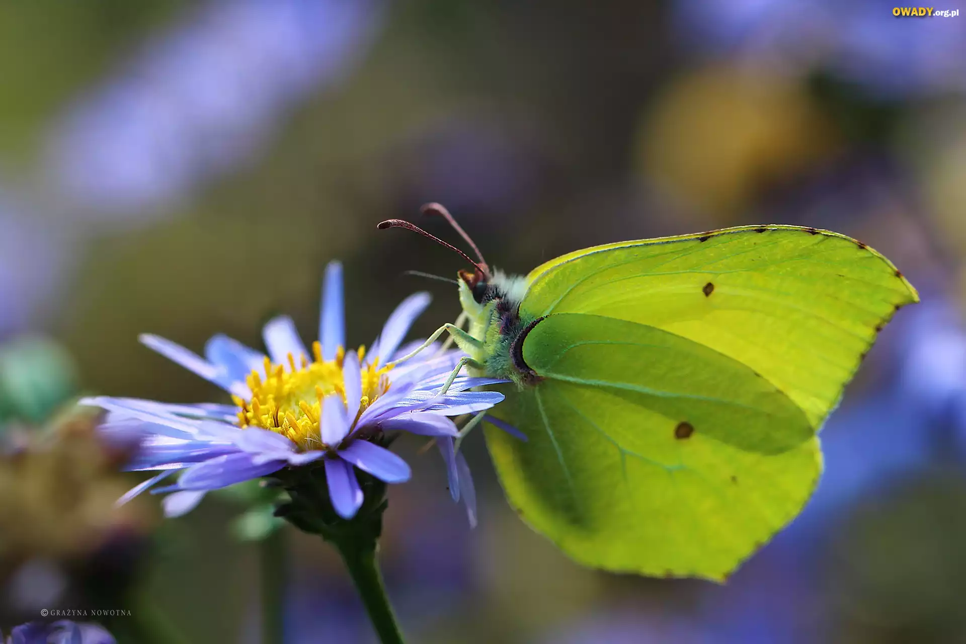 Motyl, Cytrynek, Owad, Kwiat