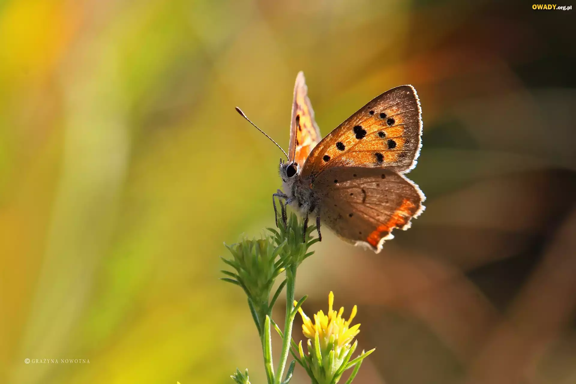 Motyl, Czerwończyk, Owad, Lato