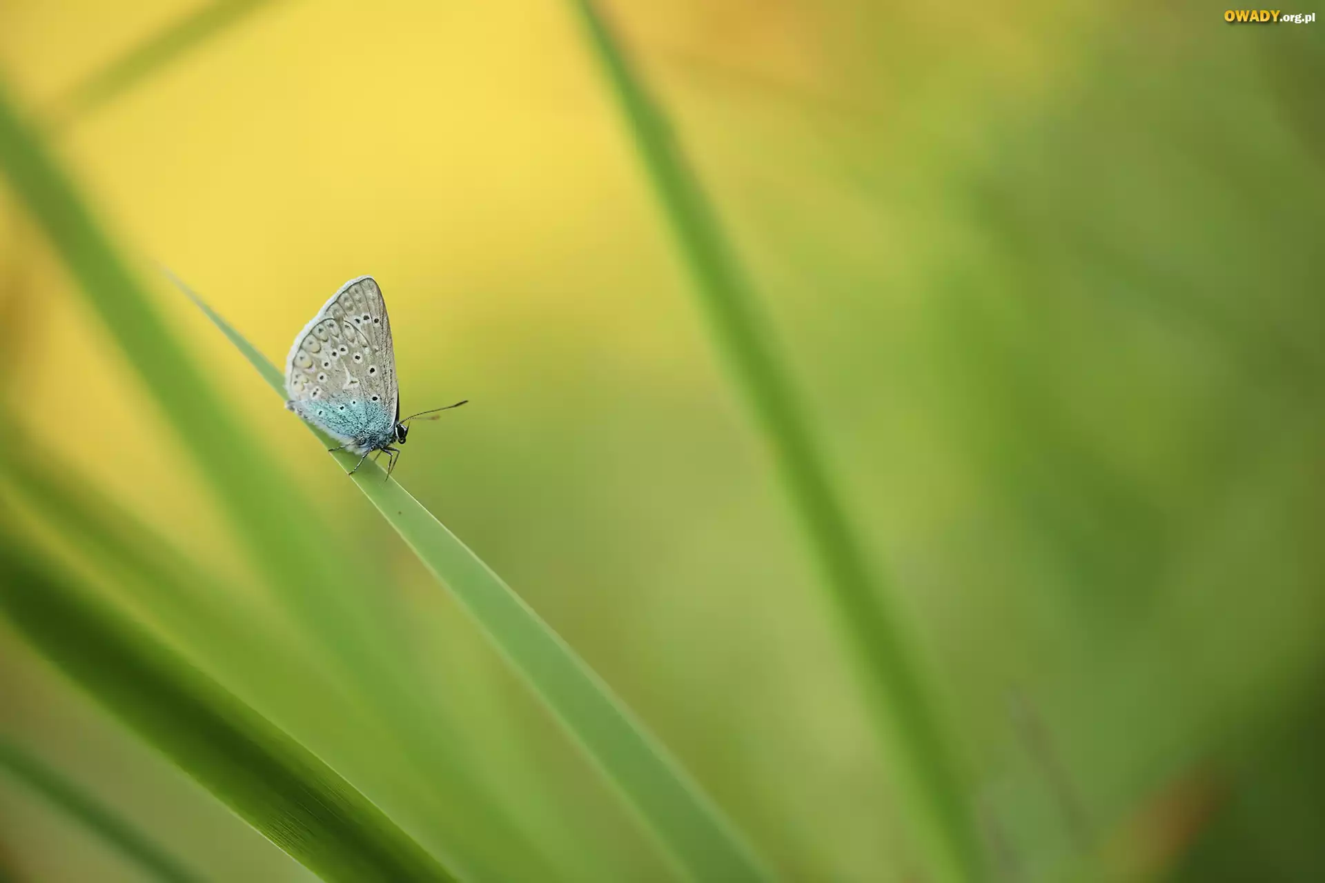 Motyl, Modraszek ikar, Owad, Trawa