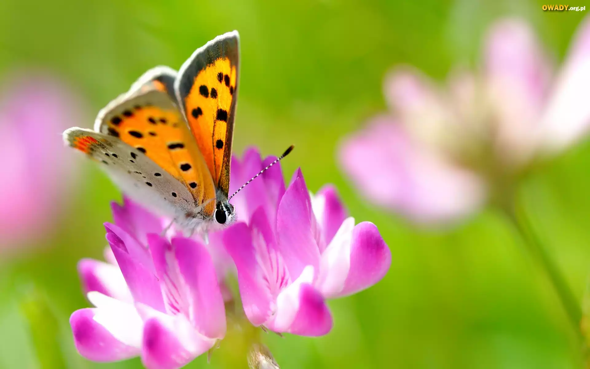 Owad, Motyl, Kwiat
