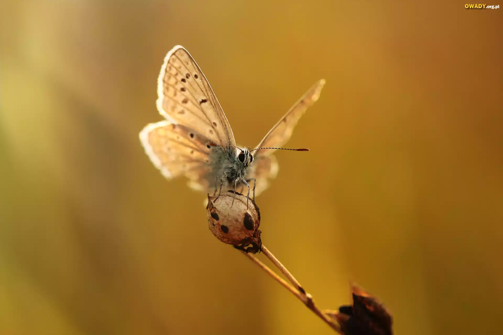 Motyl, Modraszek, Owad, Roślina