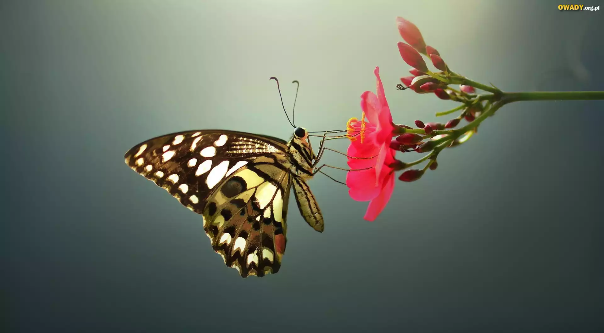 Owady, Motyl, Kwiat
