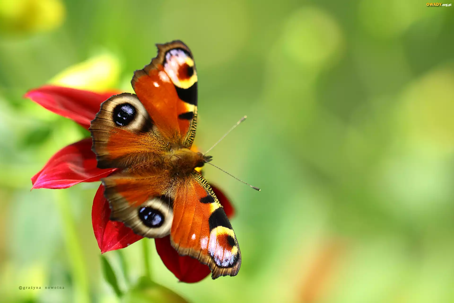 Motyl, Rusałka Pawik, Owad