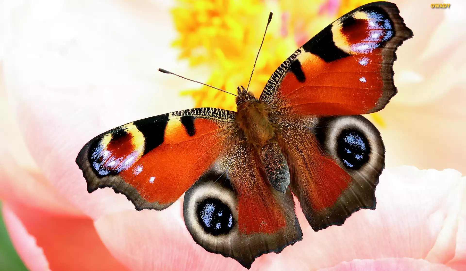 Motyl, Rusałka pawik, Zbliżenie