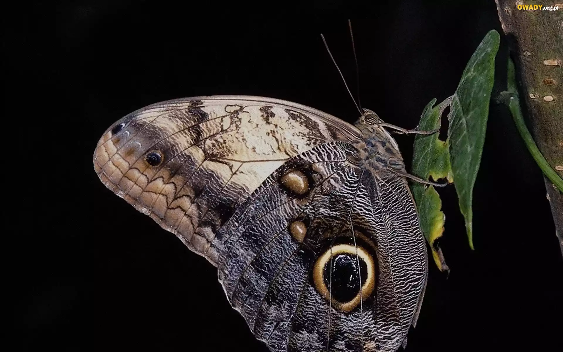Piękny, Motyl, Liść