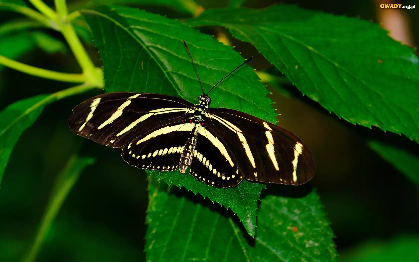 Piękny, Motyl, Liście