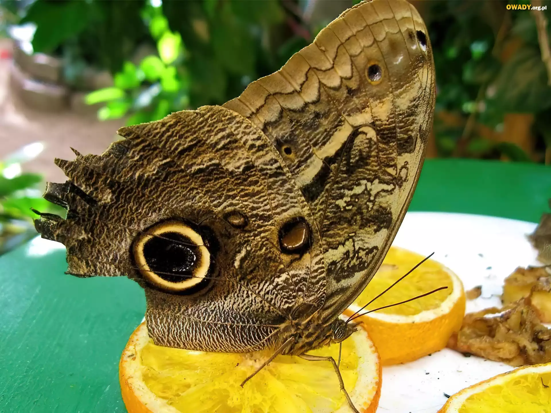Motyl, Pomarańcze