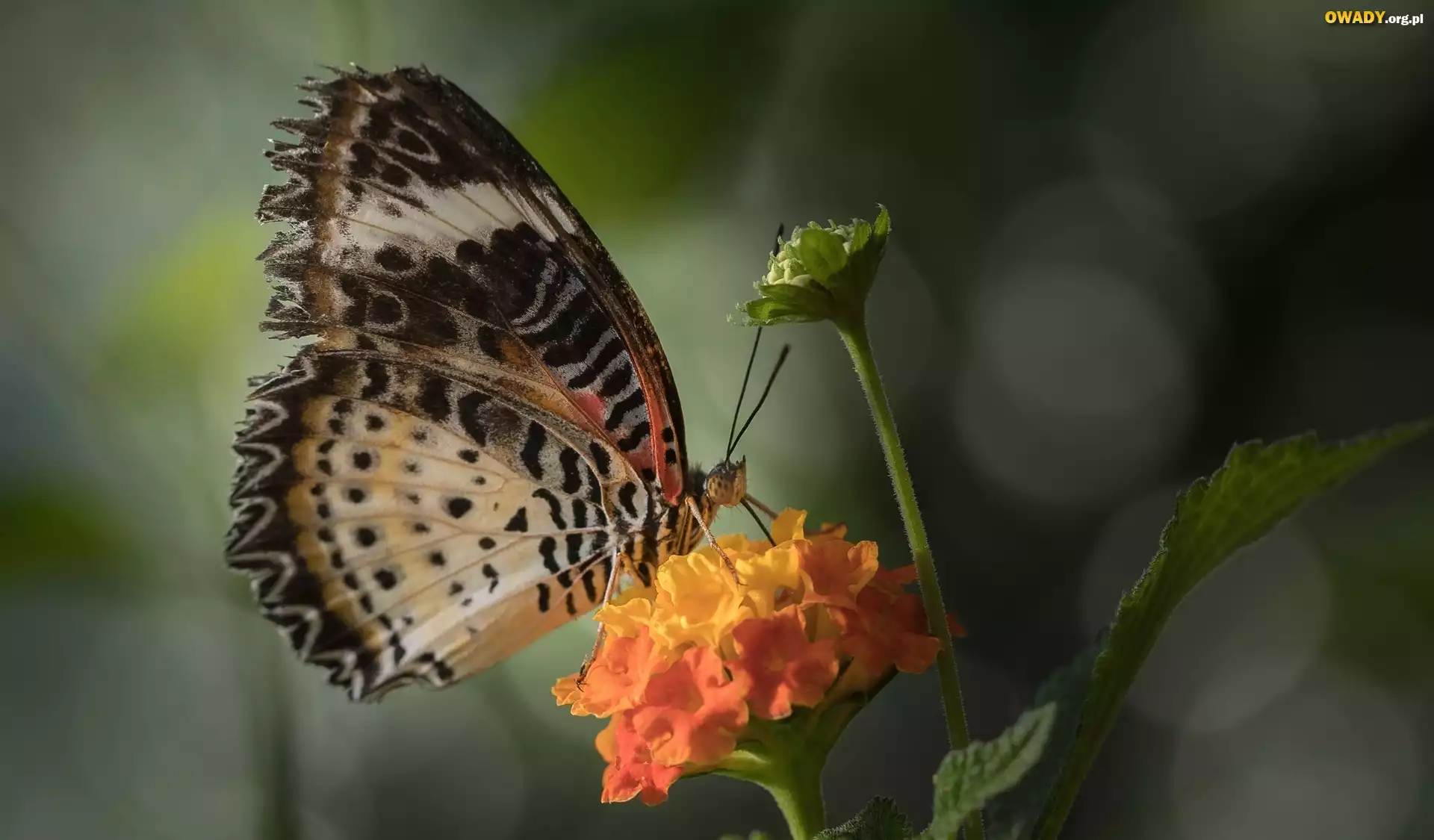 Motyl, Euthalia lubentina, Pomarańczowy, Kwiat