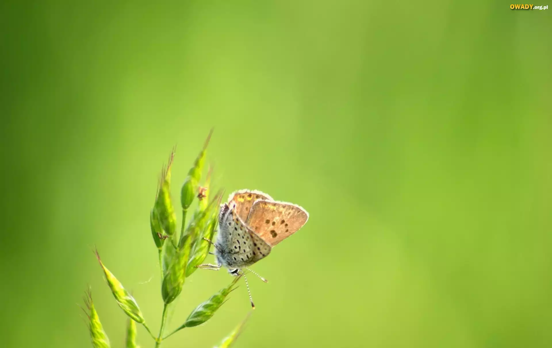 Motyl, Roślina