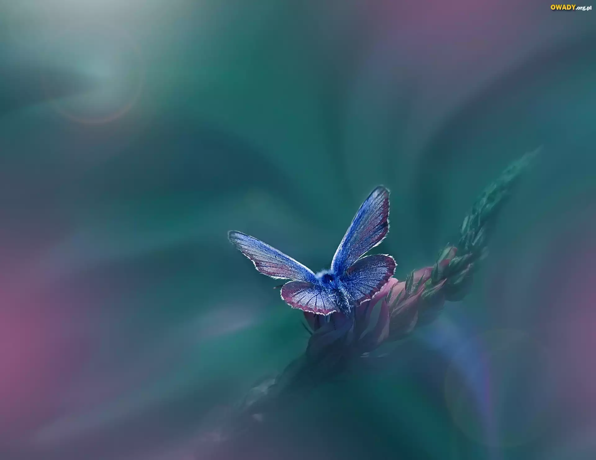 Motyl, Roślina