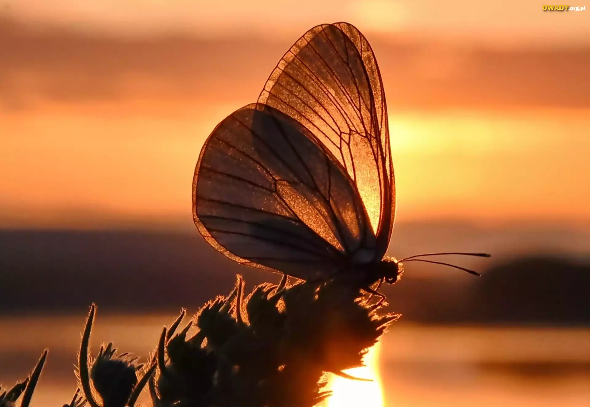 Motyl, Roślina