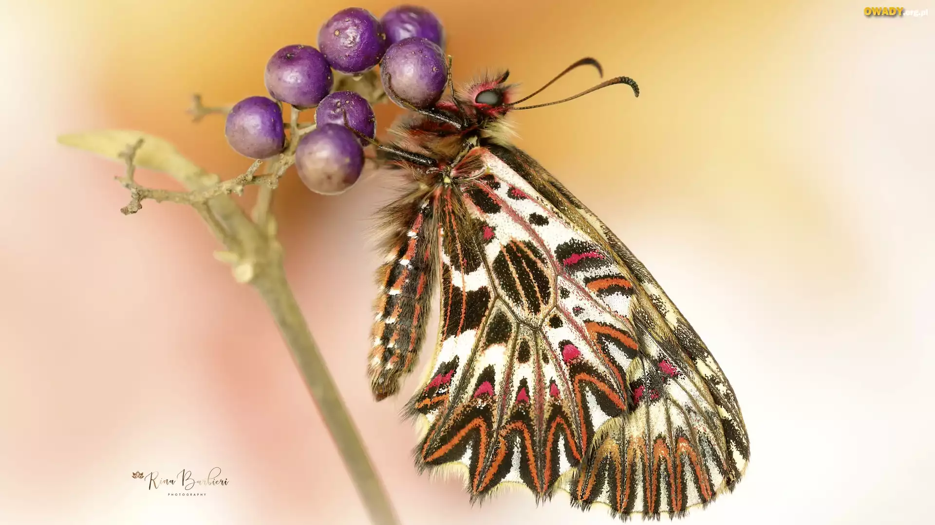 Motyl, Zygzakowiec rubinowy, Roślina, Makro