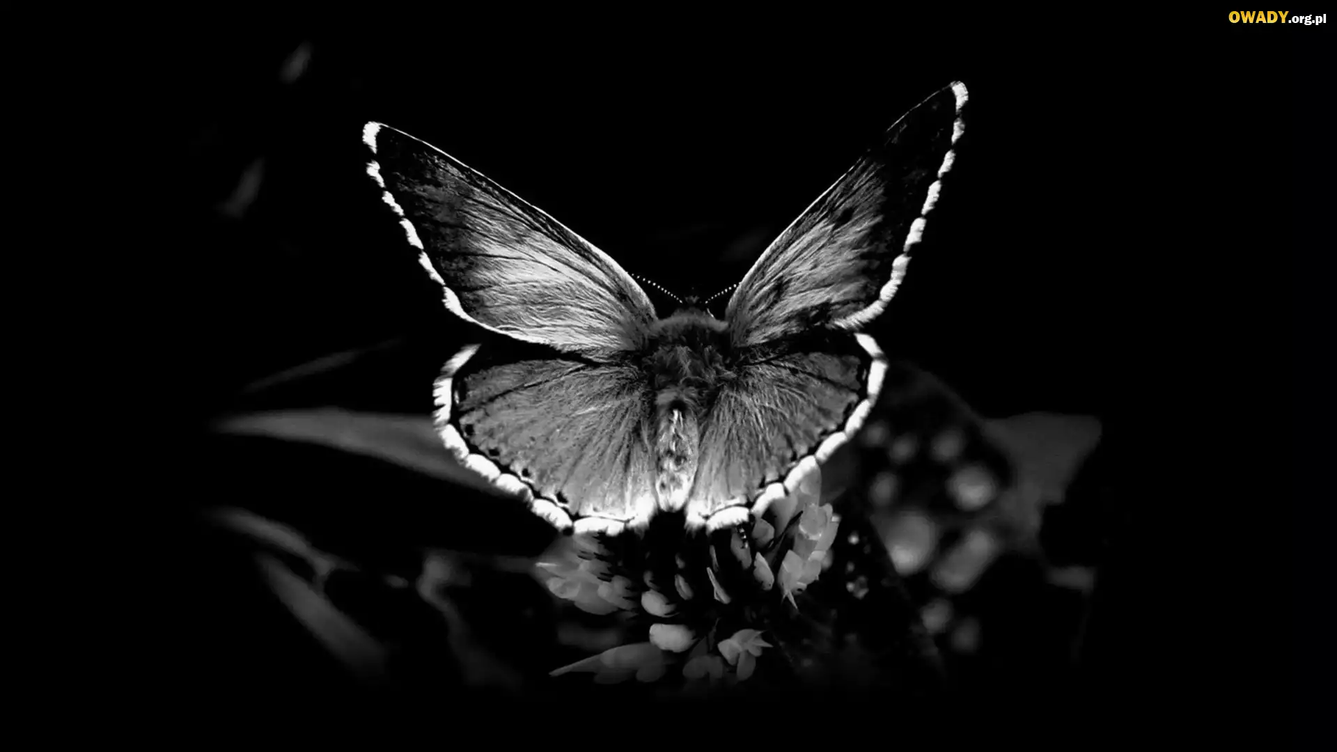 Motyl, Roślina