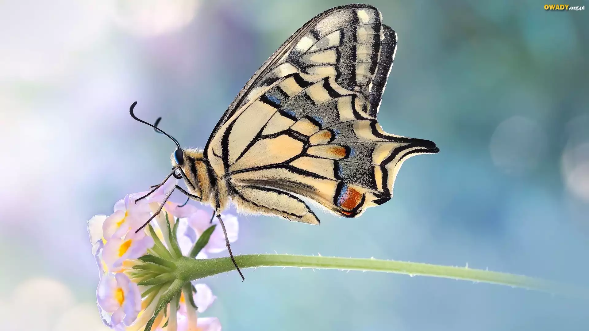 Motyl, Paź królowej, Kwiatek, Rozmycie, Makro